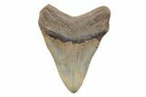 3.87" Fossil Megalodon Tooth - North Carolina - #202186-1